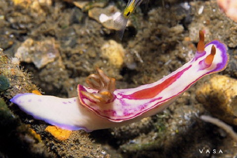 Hypselodoris spD